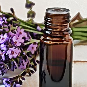Where to Buy Lavender Oil